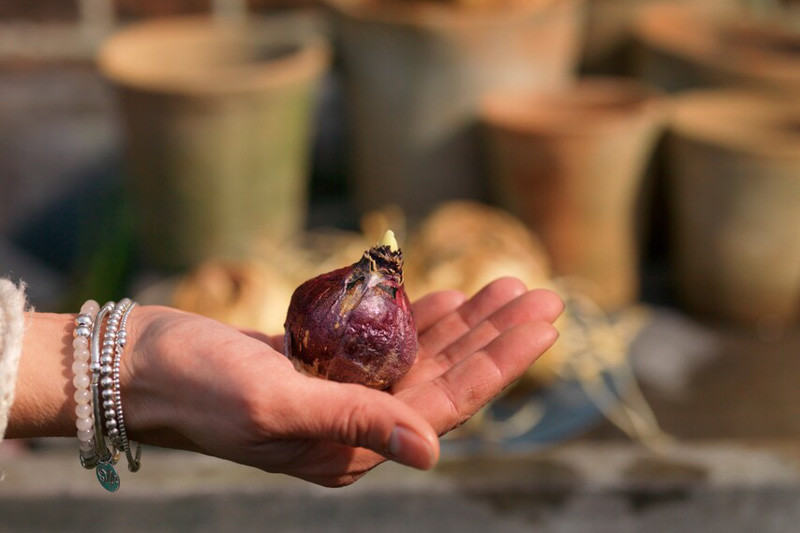 Hyacinth Bulb, Forcing Hyacinth